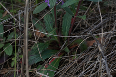 Ajuga