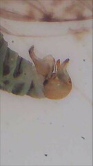 Acizzia albizziae