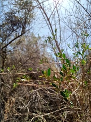 Aloysia gratissima
