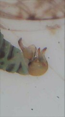 Acizzia albizziae