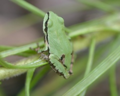 Hyla wrightorum