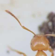 Acanthomyops