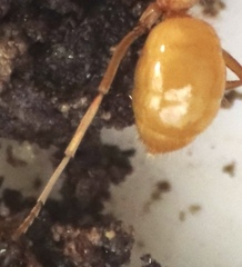 Acanthomyops