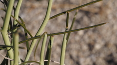 Senna armata