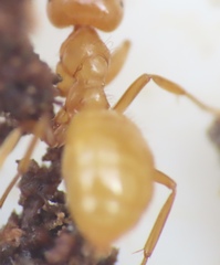 Acanthomyops