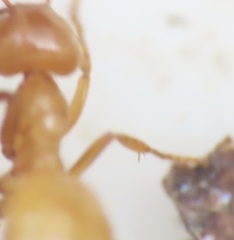 Acanthomyops