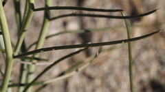 Senna armata