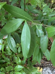 Nectandra coriacea
