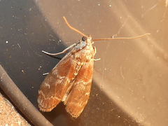 Euzophera ostricolorella