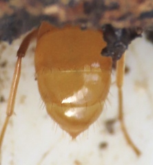 Acanthomyops