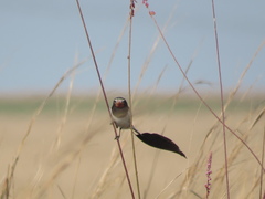 Alectrurus risora