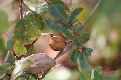 Disholcaspis quercusomnivora