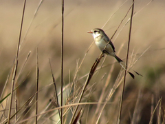 Alectrurus risora