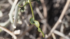 Senna armata