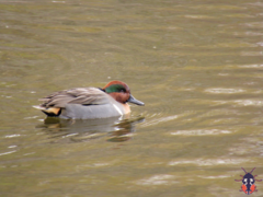 Anas crecca carolinensis