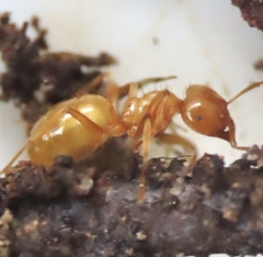Acanthomyops