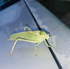 Stilpnochlora azteca