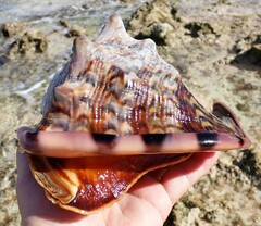 Cassis tuberosa