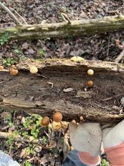 Galerina marginata
