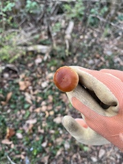 Galerina marginata