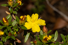 Hibbertia bracteata