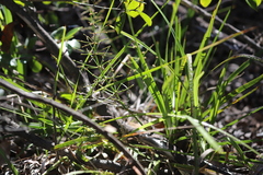 Lomandra ramosissima