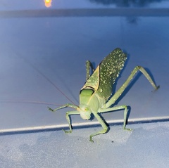 Stilpnochlora azteca