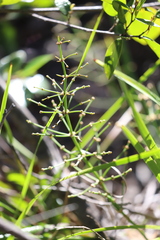 Lomandra ramosissima