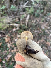 Galerina marginata
