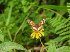 Junonia sophia