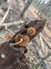Galerina marginata