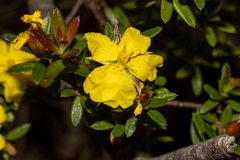 Hibbertia bracteata