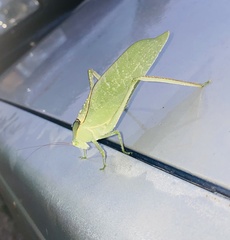 Stilpnochlora azteca