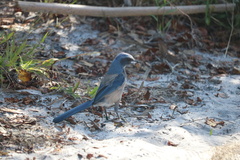 Aphelocoma coerulescens