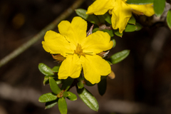 Hibbertia bracteata