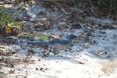 Aphelocoma coerulescens