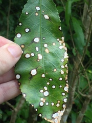 Diplochorella colensoi