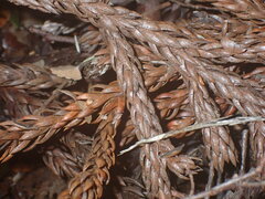 Athrotaxis selaginoides