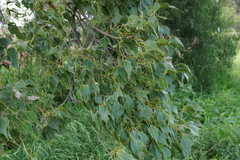 Brachychiton populneus