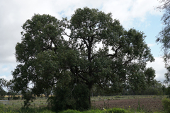 Brachychiton populneus