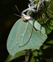 Anteos maerula