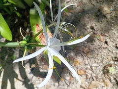 Hymenocallis