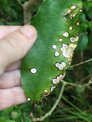 Diplochorella colensoi