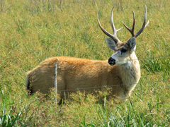Blastocerus dichotomus