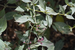 Alternanthera porrigens