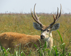 Blastocerus dichotomus