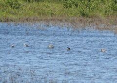 Calidris minutilla