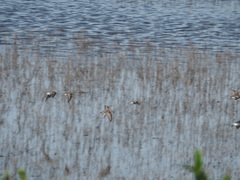Calidris minutilla