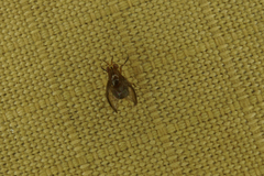 Steganopsis melanogaster