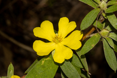 Hibbertia saligna
